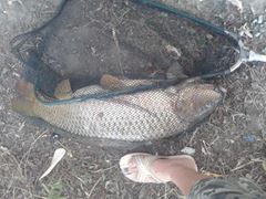 La Dunare